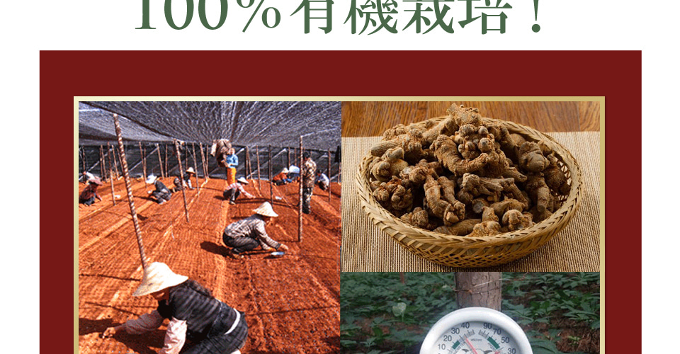 Long Life the 田三七人参
