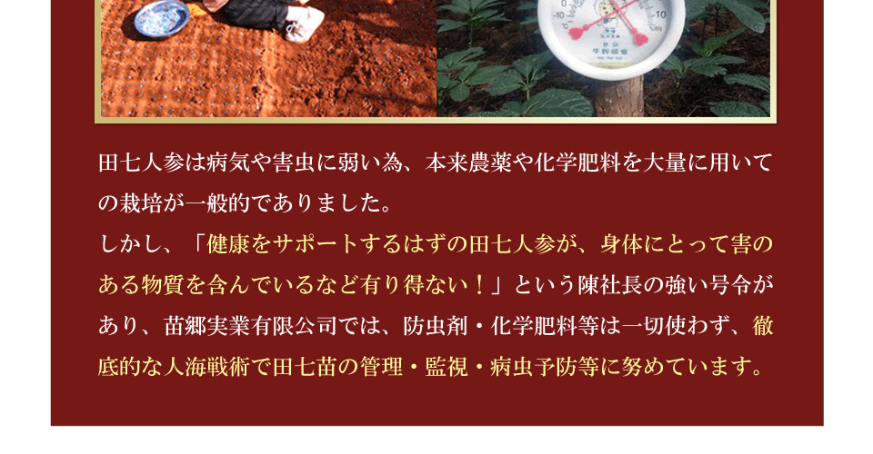 Long Life the 田三七人参