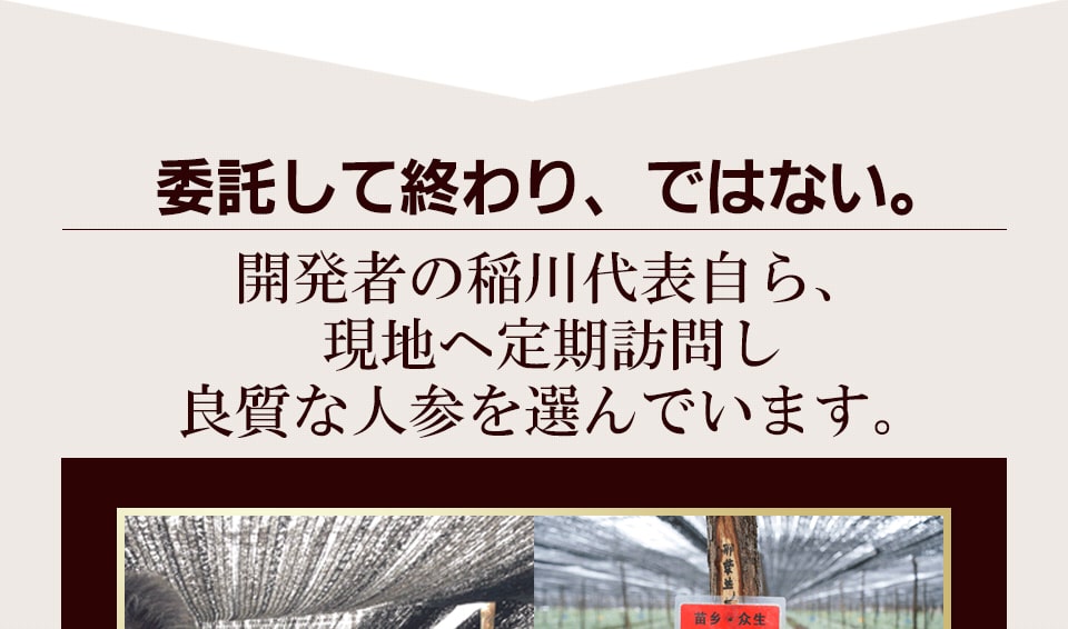 Long Life the 田三七人参