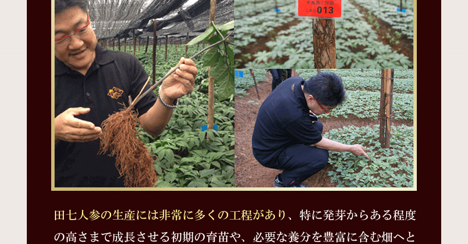 Long Life the 田三七人参